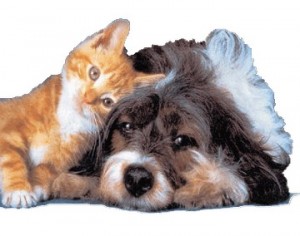 immagine di un cane e di un gatto