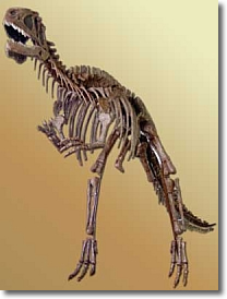 lo scheletro del Yangchuanosaurus