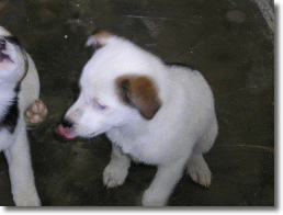 foto di un cagnolino