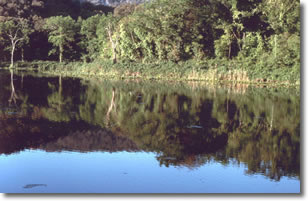 sponda di un lago ricoperta da rigogliosa alberatura