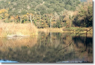 sponda di un lago ricoperta da rigogliosa alberatura