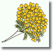 mazzo di mimose