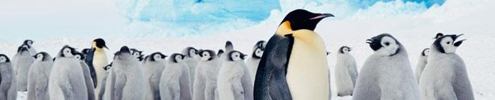 immagine di pinguini polari