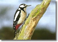 piccolo uccello sospeso su di un tronco d'albero