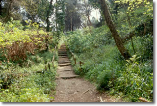 sentiero boschivo immerso in una rigogliosa vegetazione