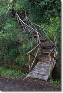 sentiero in legno immerso in un ambiente boschivo