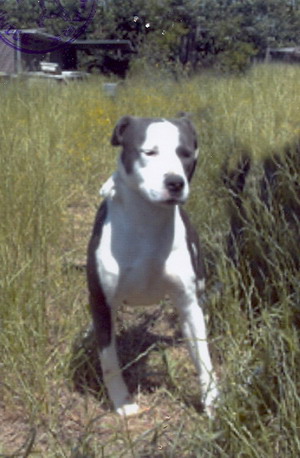 Foto di uno dei cani ospitati dal canile dog park