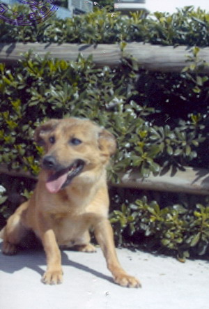 Foto di uno dei cani ospitati dal canile dog park