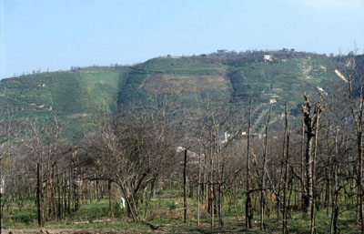 coltivazioni nella conca di Pianura e terrazzamenti sulla collina dei Camaldoli
