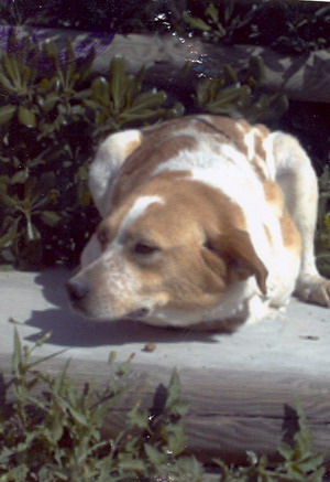 Foto di uno dei cani ospitati dal canile dog park