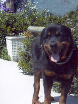 Foto di uno dei cani ospitati dal canile dog park