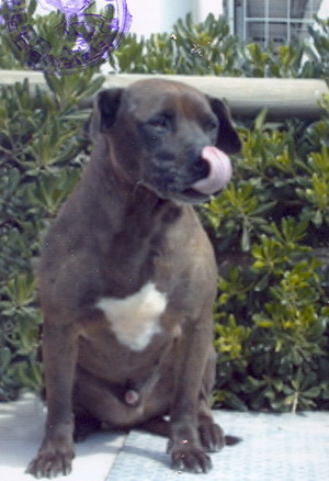 Foto di uno dei cani ospitati dal canile dog park