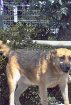 Foto di uno dei cani ospitati dal canile dog park