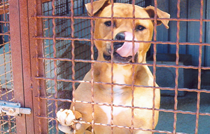 Foto di uno dei cani ospitati dal canile associazione difesa cani randagi