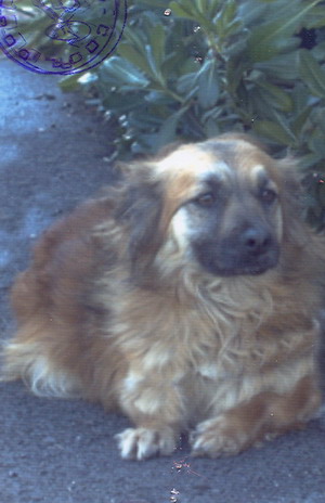 Foto di uno dei cani ospitati dal canile dog park