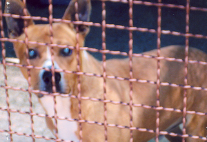 Foto di uno dei cani ospitati dal canile associazione difesa cani randagi