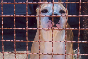 Foto di uno dei cani ospitati dal canile associazione difesa cani randagi