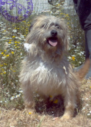Foto di uno dei cani ospitati dal canile dog park