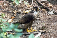 foto di un falco pellegrino appollaiato su di una roccia