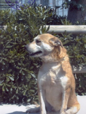 Foto di uno dei cani ospitati dal canile dog park