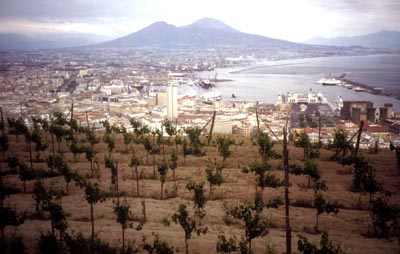 le piante di vite davanti al panorama della città con il golfo e il vesuvio