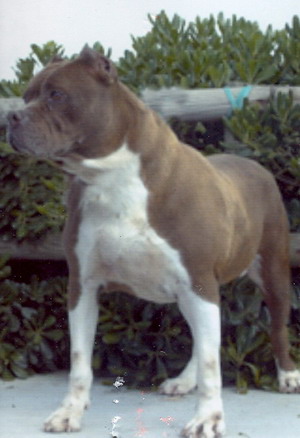 Foto di uno dei cani ospitati dal canile dog park