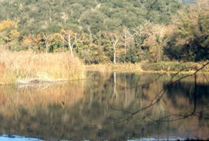 grande lago immerso in un bosco