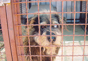 Foto di uno dei cani ospitati dal canile associazione difesa cani randagi