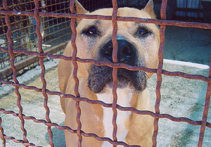 Foto di uno dei cani ospitati dal canile associazione difesa cani randagi