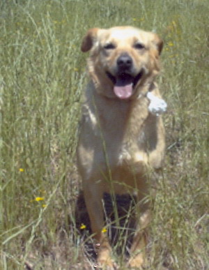 Foto di uno dei cani ospitati dal canile dog park