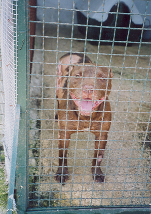 Foto di uno dei cani ospitati dal canile associazione difesa cani randagi
