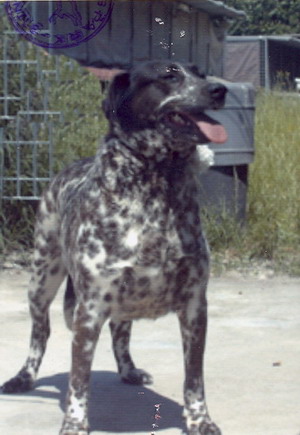 Foto di uno dei cani ospitati dal canile dog park