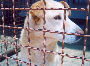 Foto di uno dei cani ospitati dal canile associazione difesa cani randagi