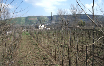 filari di piante nella conca di Pianura