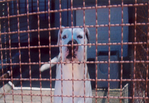 Foto di uno dei cani ospitati dal canile associazione difesa cani randagi