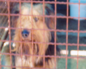 Foto di uno dei cani ospitati dal canile associazione difesa cani randagi