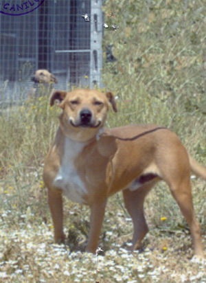 Foto di uno dei cani ospitati dal canile dog park