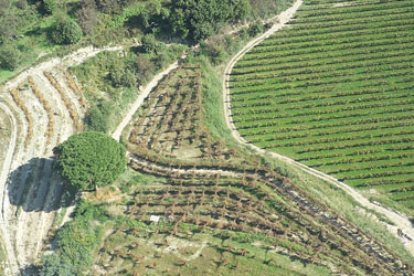 vista dall'alto di campi coltivati