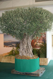 piccola pianta d'ulivo