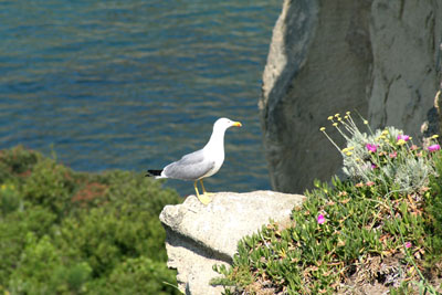 profilo di un gabbiano sulla roccia a Capo Posillipo