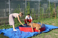 Giornata Mondiale del Cane, 290 mila euro destinati a migliorare l'area del canile municipale con zona picnic e orti urbani
