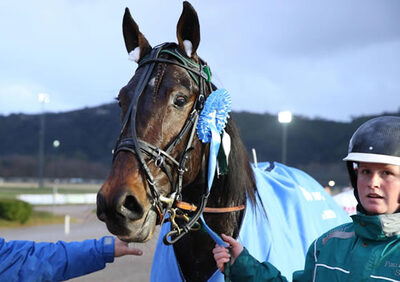 Cavalli dell'anno 2013