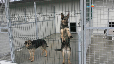 Una foto del nuovo canile comunale