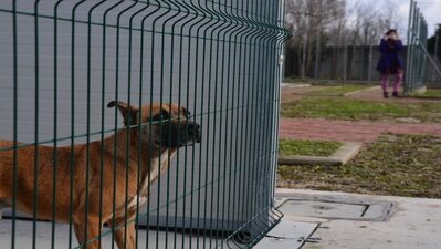 Una foto del nuovo canile comunale